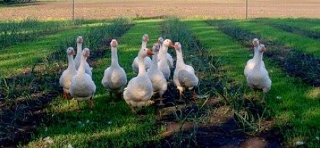 Weeder Geese